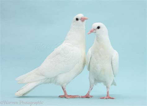 Two White Doves On Blue Background Photo Wp36111