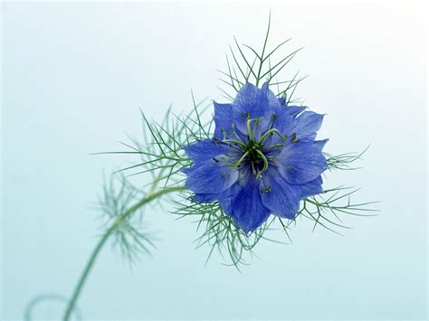 Blue Petaled Flower In Closeup Photography Hd Wallpaper Wallpaper Flare