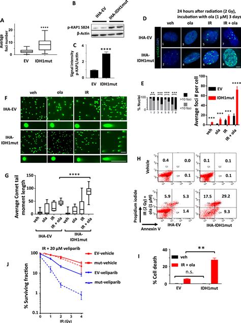 Targeting Therapeutic Vulnerabilities With Parp Inhibition And