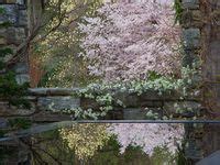 Check spelling or type a new query. 64 best images about Ornamental Trees for Zone 4 & 5 on ...