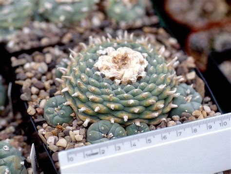 Peyote Cactus Porn Cacti And Succulents The Corroboree