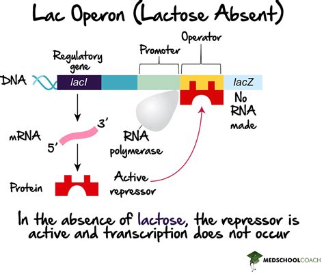 Operons And Prokaryotic Gene Expression Part 1 Mcat Biology Medschoolcoach