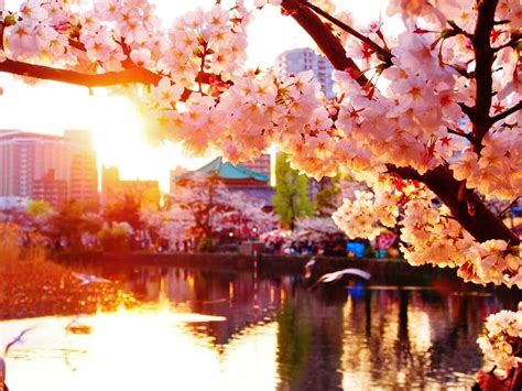 Japanese Cherry Blossom Tree 4k Wallpaper