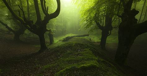 Hd Wallpaper Moss Dead Trees Landscape Sunlight Mist Forest