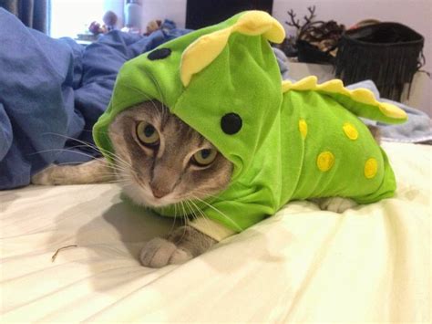 Dragon Cat Costume Kitties Not Grumpy Or Hello Pinterest Cat