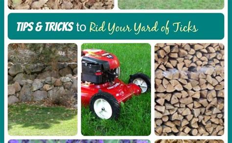 One way to control ticks is to let your chicken flock patrol your yard in search of pests and ticks. How to Kill Ticks in Your Yard? - The Housing Forum