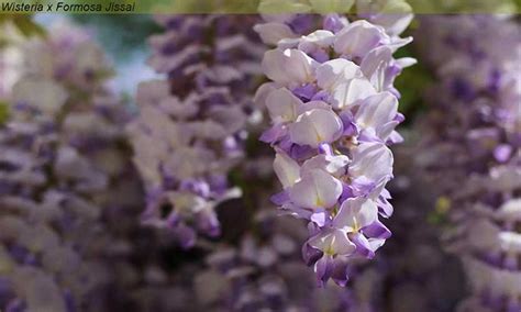 The code list that we are providing you is up to date. Wisteria - Arch - Garden Plants Online