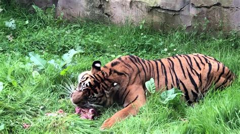 Tiger Eating At Chester Zoo Youtube
