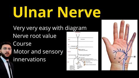 Ulnar Nerve All In One Video L Course L Sensory And Motor Innervation