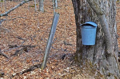 Maple Tree With A Sap Bucket Stock Photo Image Of Blue Leaves 24303618