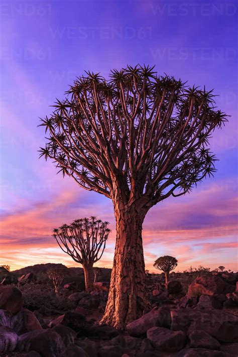 Africa Namibia Keetmanshoop Quiver Tree Forest At Sunset Stock Photo