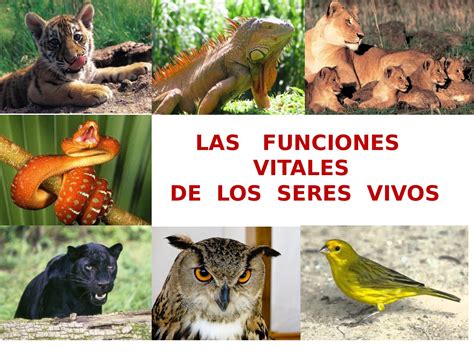 Ppt Funciones Vitales De Los Seres Vivos Powerpoint Presentation Images