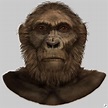 australopithecus robustus - Liberal Dictionary | Archaeology, Ancient ...