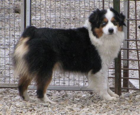 Adorable australian shepherd puppies for sale. Australian Shepherds Tucson Az « Australian Shepherd Tips ...