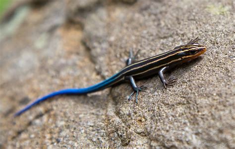 Blue Tailed Skink Flickr Photo Sharing