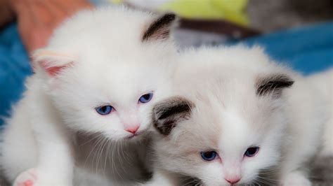 Two Cute White Cats Are Looking Down 4k Hd Kitten Wallpapers Hd Wallpapers Id 45858