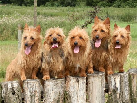 Easy, convenient, no hassle shipping across the united states. Australian Terrier Puppies For Sale | Australian terrier ...
