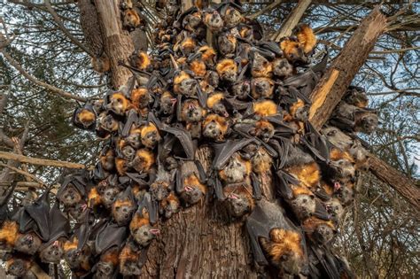 Flying Foxes Descend From The Safety Of The Tree Canopy Due To Extreme