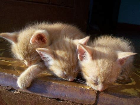 Charisma also allows the musketeer to better use their ability to judge and handle social situations and determine how to interact with those around them gunbound: The Three Musketeers | Cute animals, Baby animals, Animals