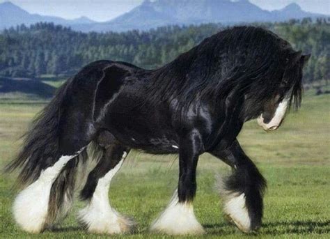 Black Shire Horse Clydesdale Horses Horse Breeds Horses