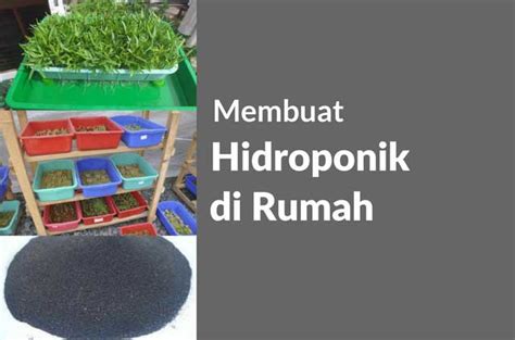 Membuat Hidroponik Sederhana Di Rumah Dengan Mudah Dan Murah Tingkir Aquatic