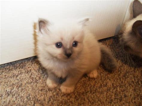 For Sale Birman Kittens Registered Breeder