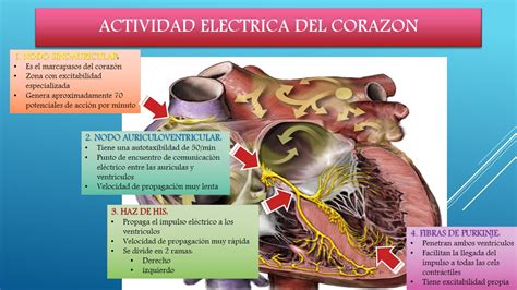 Fisiología Medica I Actividad ElÉctrica Del Corazon