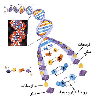 Maybe you would like to learn more about one of these? Biology: الفصل السادس :الوراثة الجزيئية