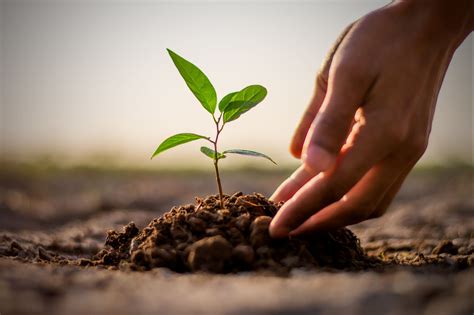Cara membuat aquascape untuk pemula. Djarumtreesforlife -Cara Menanam Pohon Trembesi