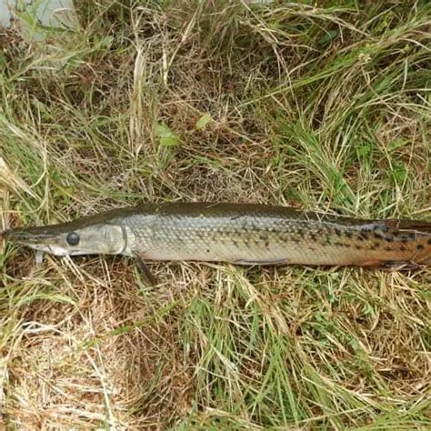 List Of Gar Fish Species Facts Pics And Id Pond Informer