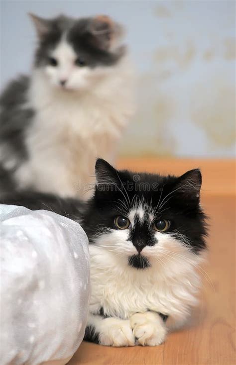 Two Fluffy Cats Together Stock Photo Image Of Couple 144767784