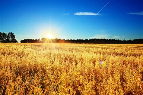 Colorful Sunrise Above Wheat Field By Konradlew