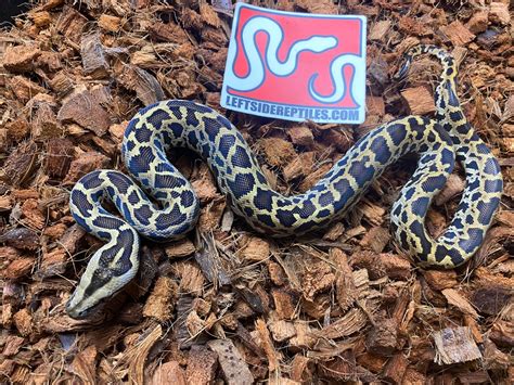 Triple Het Albino Patternless Granite Burmese Python By Leftside