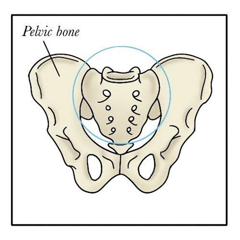 The Hip Bones Coxal Bones Are Attached Posteriorly To The Quizlet