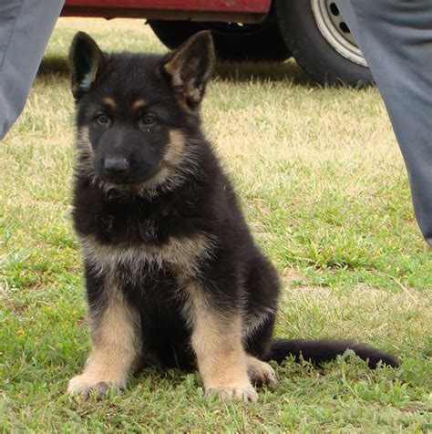 Remember that your puppy should stay hydrated. Pictures of german shepherd puppies at 8 weeks old
