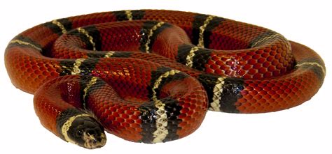 Almost files can be used for commercial. Milk Snake (copyright picture please do not use with out ...