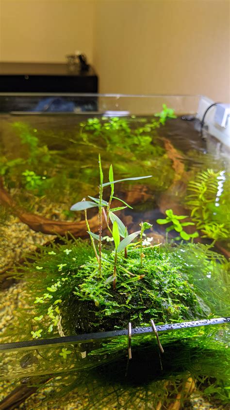 See full list on wikihow.com The purple bamboo is quickly turning into my favorite ...