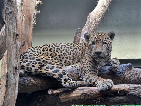 Panthera Onca Jaguar In Mesker Park Zoo