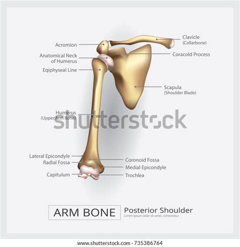 Shoulder And Arm Bone Diagram Data Diagram Medis
