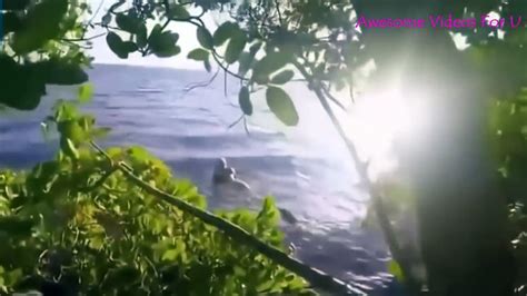 18 Real Life Mermaid Found Alive Caught On Camera Tape Mermaids Real