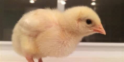 15 Baby Chickens Now Safe And Warm After Being Used As Props In Awful