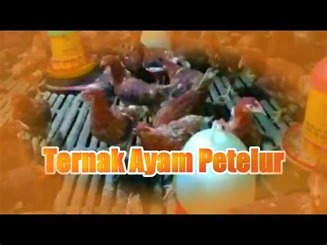 Check spelling or type a new query. Pengusaha Muda Ayam Petelur Yogyakarta Mulai Dari Nol ...