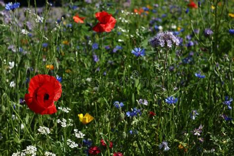 Flower Meadow Purple Yellow Red And Green Stock Photo Image Of