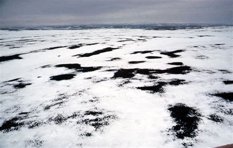 Melting Tundra In Late June In Northern Taimyr Russia 1989 Grid Arendal