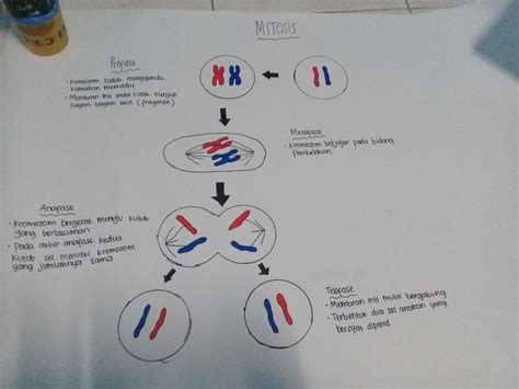Pembelahan Sel Mitosis Kelompok 3 Kelas 9.9