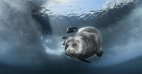 Meet The Worlds Only Completely Freshwater Seal Linkcrwdfr