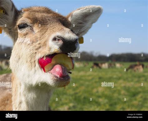 Funny Deer Hi Res Stock Photography And Images Alamy