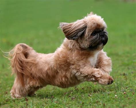 12 Realities That New Shih Tzu Owners Must Accept