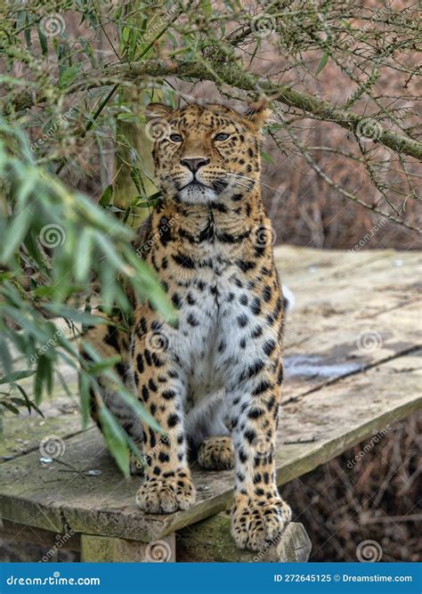 Amur Leopard Panthera Pardus Orientalis Sits On A Footbridge And