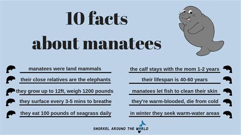 10 Facts About Manatees Manatee Facts Florida Riset